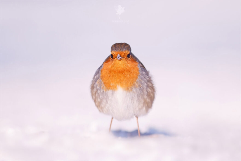 Logré capturar 16 momentos mágicos de aves en la naturaleza