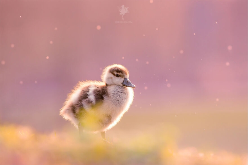 Logré capturar 16 momentos mágicos de aves en la naturaleza