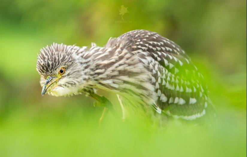 Logré capturar 16 momentos mágicos de aves en la naturaleza