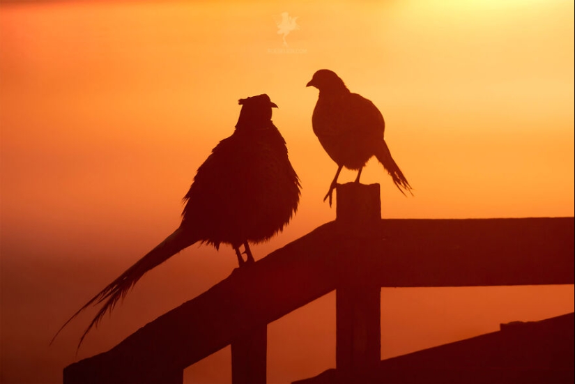 Logré capturar 16 momentos mágicos de aves en la naturaleza