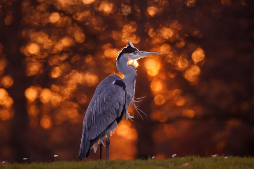 Logré capturar 16 momentos mágicos de aves en la naturaleza