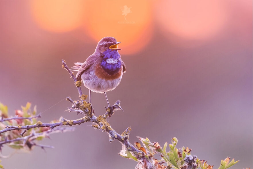 Logré capturar 16 momentos mágicos de aves en la naturaleza