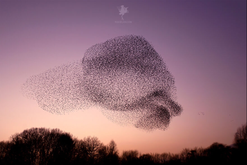 Logré capturar 16 momentos mágicos de aves en la naturaleza