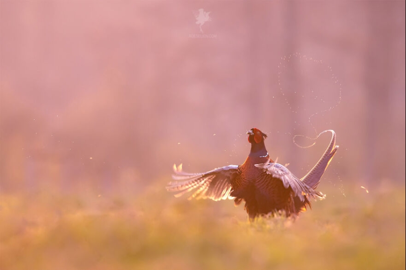 Logré capturar 16 momentos mágicos de aves en la naturaleza