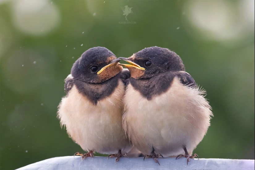 Logré capturar 16 momentos mágicos de aves en la naturaleza