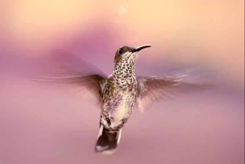 Logré capturar 16 momentos mágicos de aves en la naturaleza