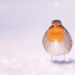 Logré capturar 16 momentos mágicos de aves en la naturaleza