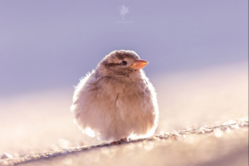 Logré capturar 16 momentos mágicos de aves en la naturaleza