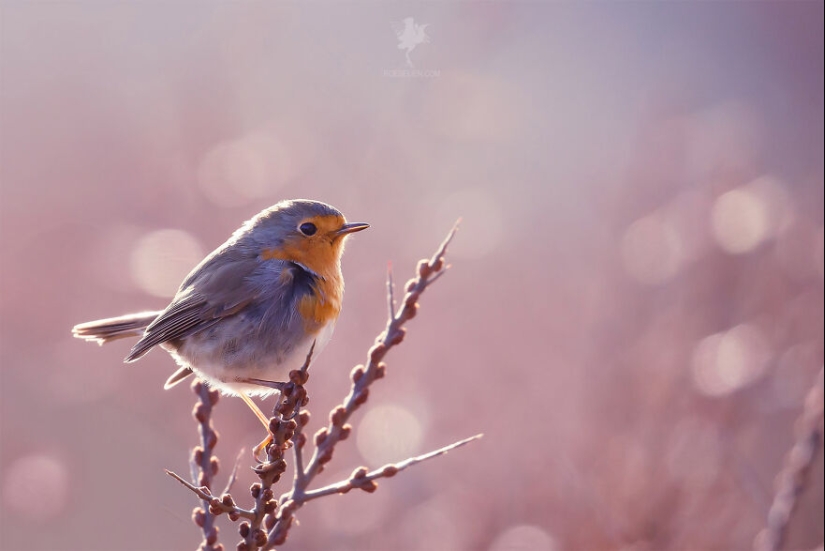 Logré capturar 16 momentos mágicos de aves en la naturaleza