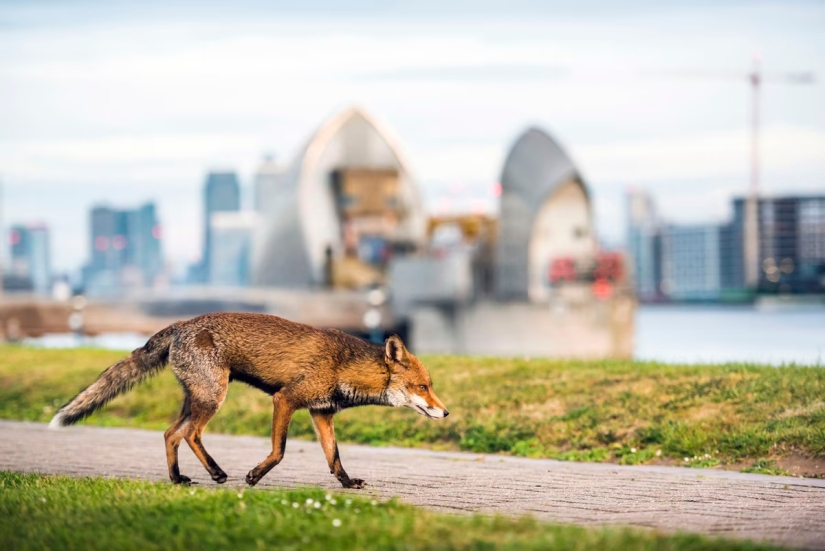 London is the city of foxes