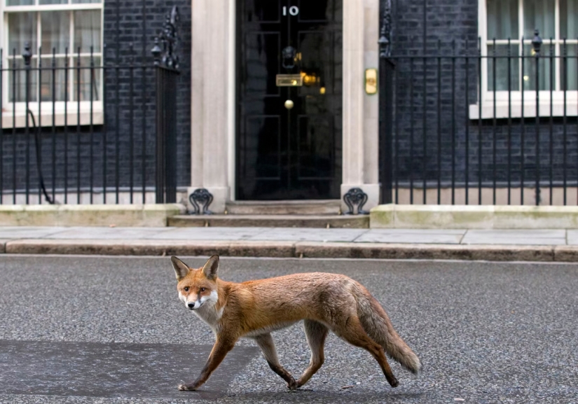London is the city of foxes