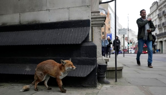 Londres es la ciudad de los zorros Londres es la ciudad de los zorros