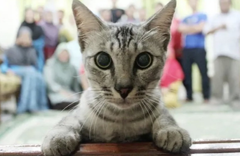 Los 10 mejores gatos que arruinaron fotos perfectas