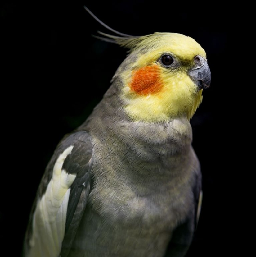 Los 10 mejores tipos de aves de compañía para principiantes