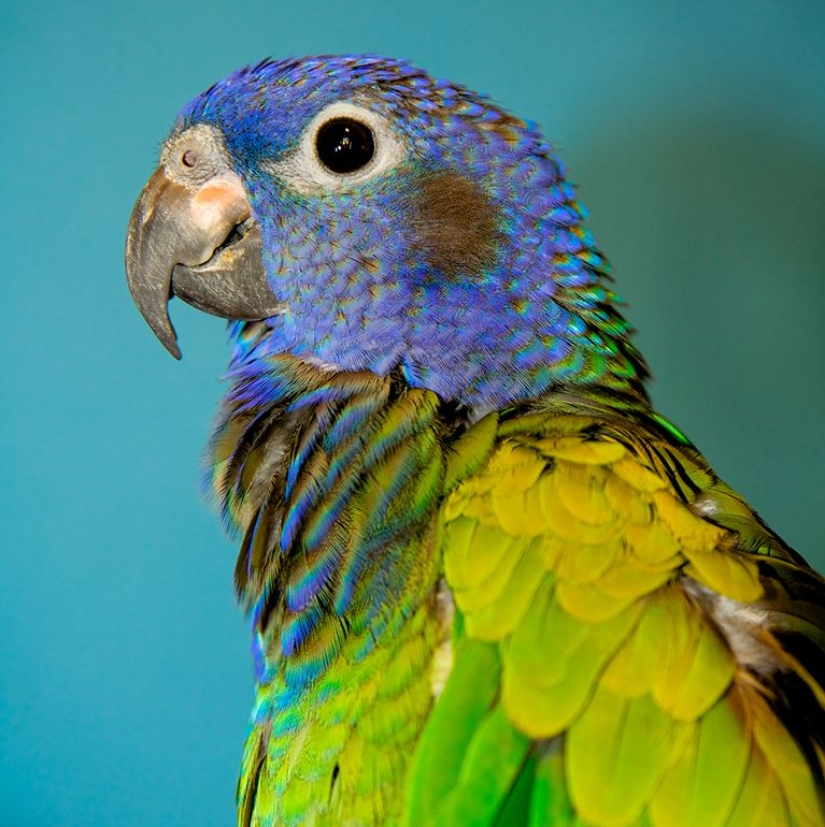 Los 10 mejores tipos de aves de compañía para principiantes