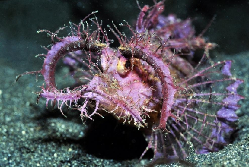 Los 10 peces más extraños de los océanos del mundo