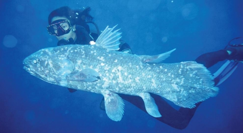 Los 10 peces más extraños de los océanos del mundo