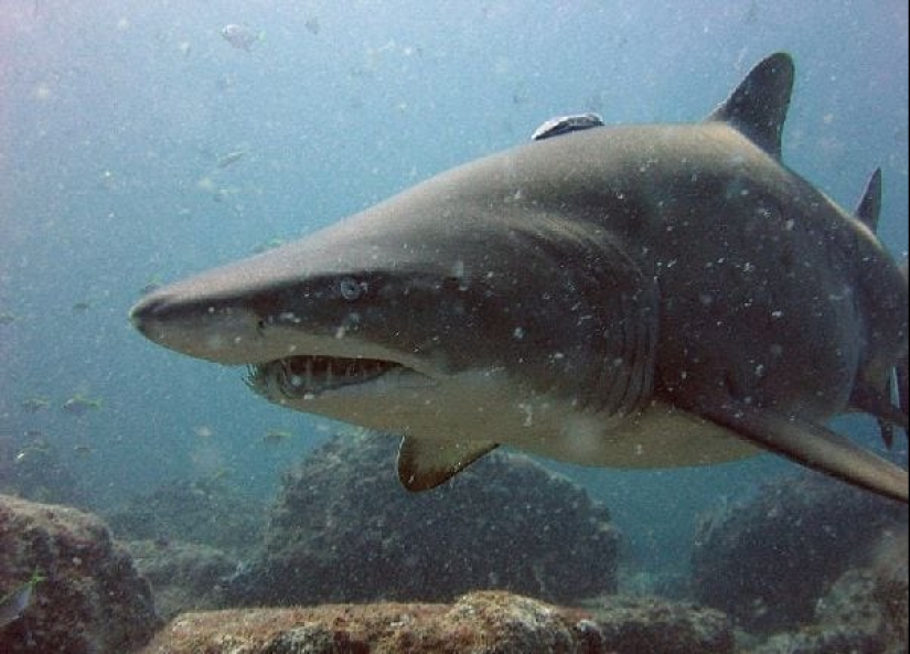 Los 10 tiburones más grandes del mundo