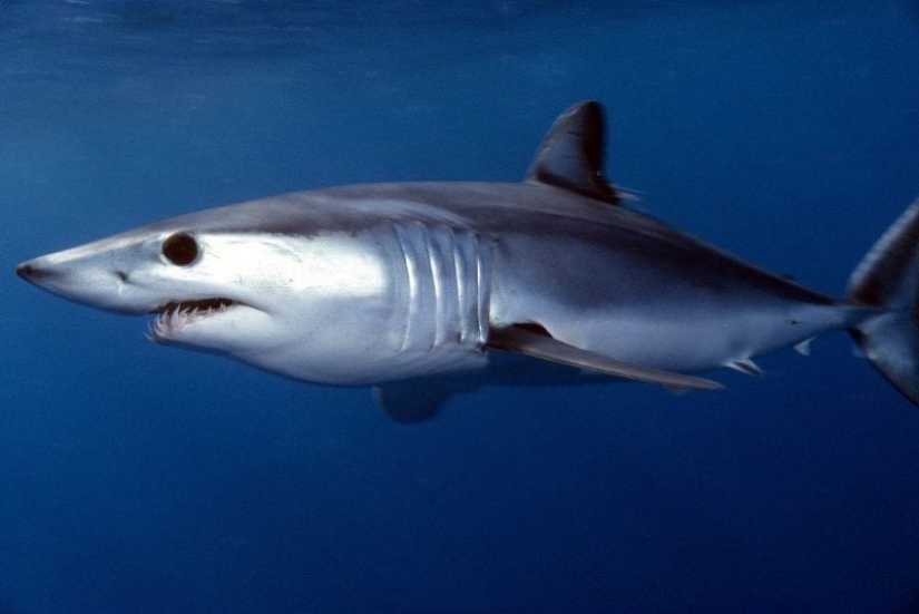 Los 10 tiburones más grandes del mundo