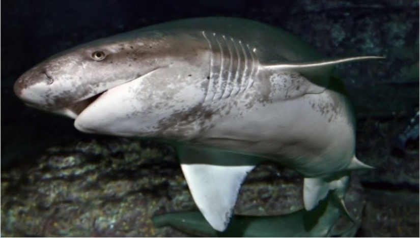 Los 10 tiburones más grandes del mundo