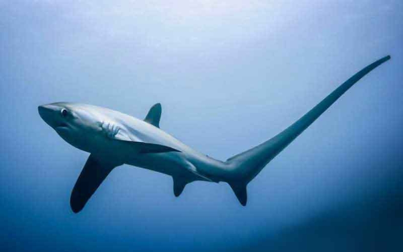 Los 10 tiburones más grandes del mundo