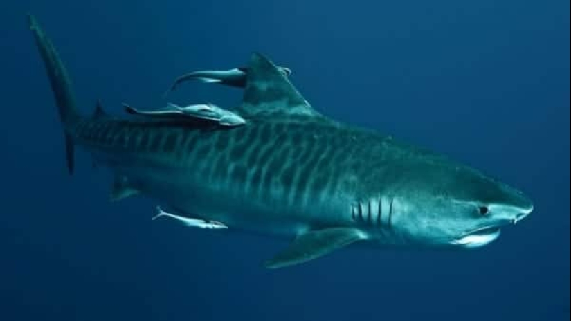 Los 10 tiburones más grandes del mundo