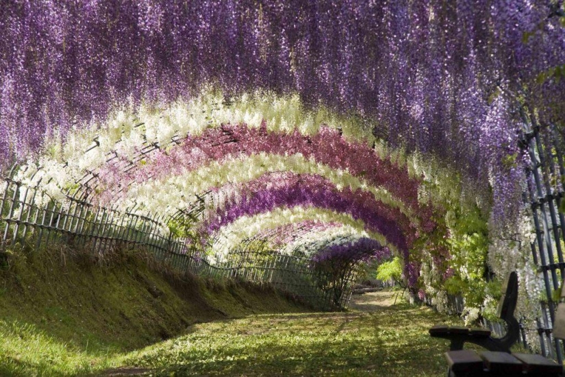 Los 10 túneles de árboles más bellos del mundo
