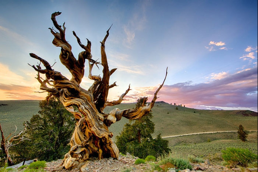 Los 15 árboles más viejos del mundo que ningún leñador debería tocar
