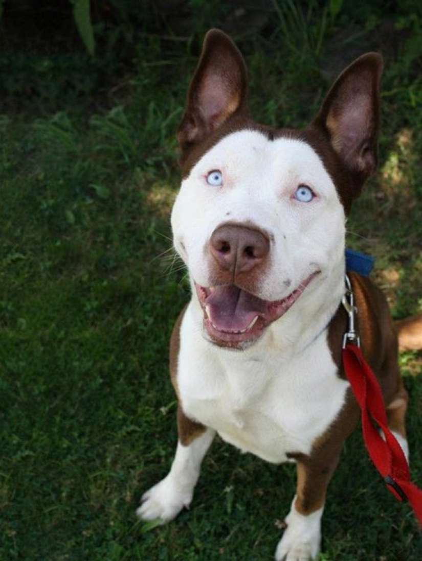 ¡Los 20 perros mestizos más lindos que harán que te enamores de ellos!