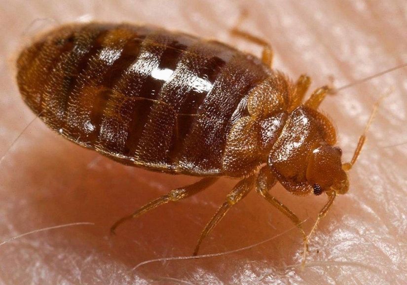 los 25 insectos más peligrosos del planeta