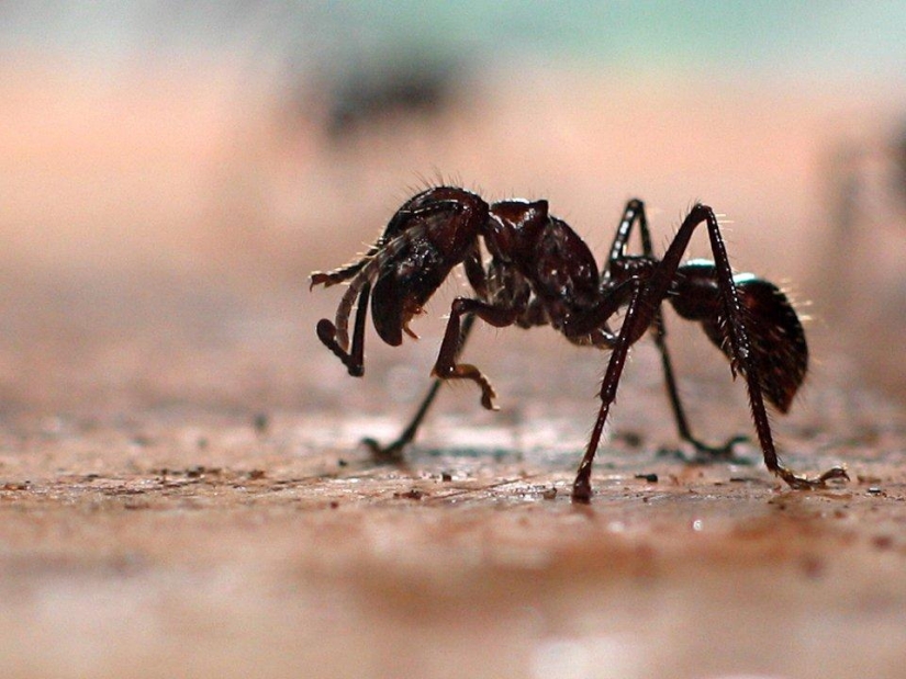 los 25 insectos más peligrosos del planeta