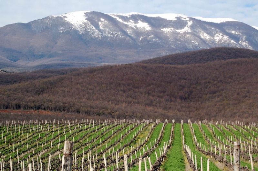 los 35 viñedos más bellos del mundo