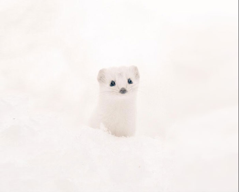 Los 7 animales más lindos de Hokkaido