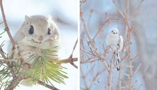 Los 7 animales más lindos de Hokkaido
