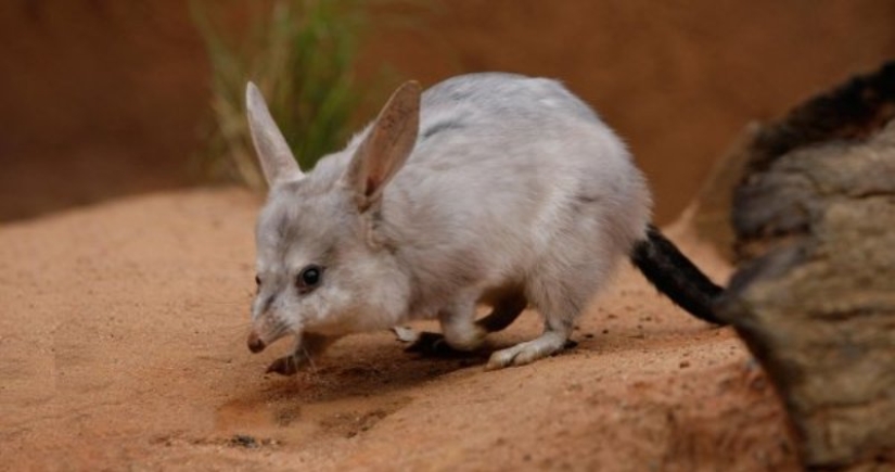 Los bandicoots son lindos animales australianos con un destino difícil