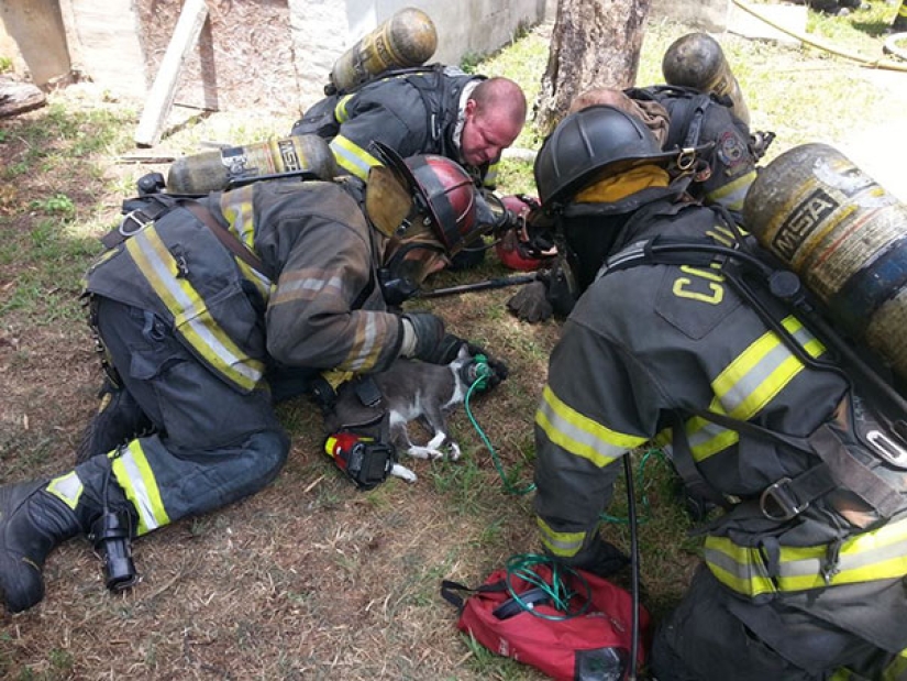 Los bomberos usan una máscara especial para salvar a un gato que estaba inconsciente