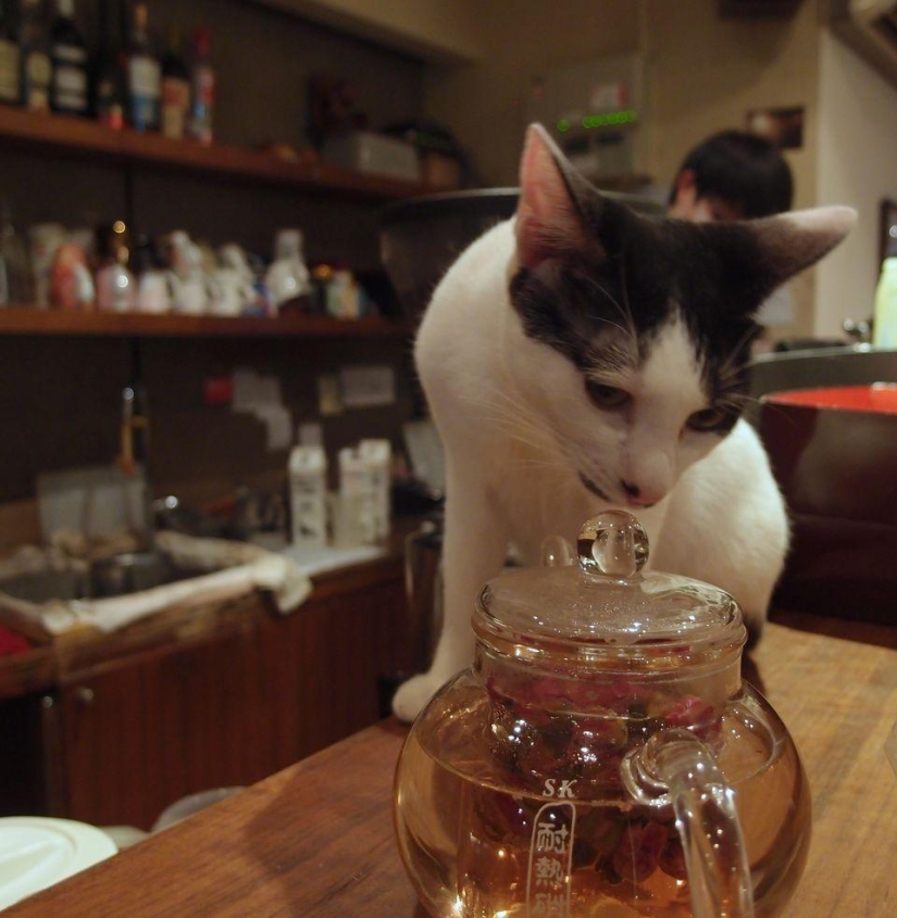 Los cafés &quot;gatos&quot; más inusuales de todo el mundo.