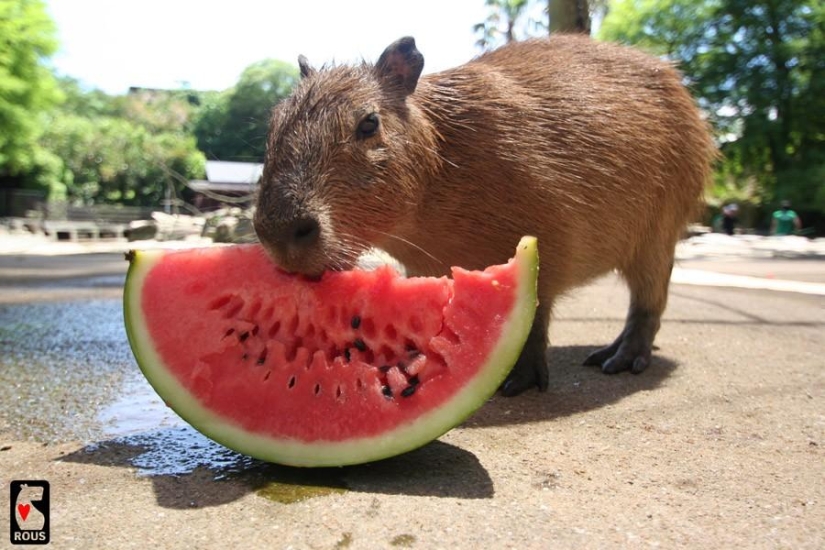 Los capibaras son simplemente adorables