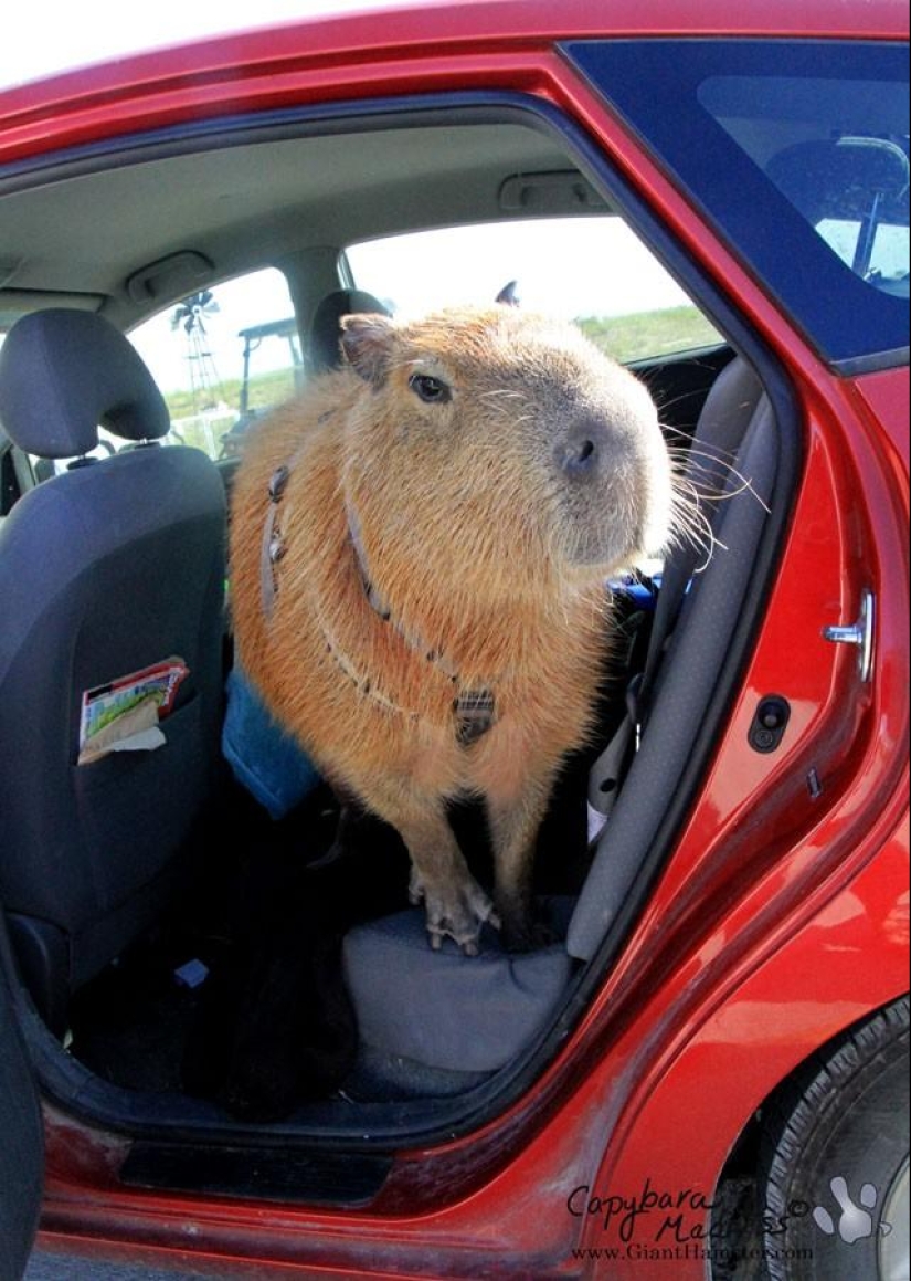 Los capibaras son simplemente adorables