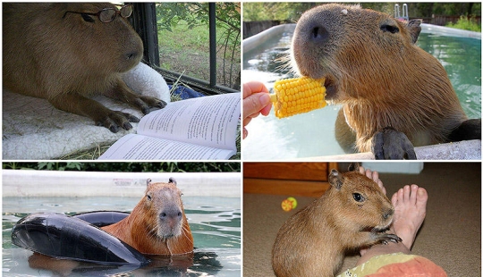 Los capibaras son simplemente adorables Los capibaras son simplemente adorables