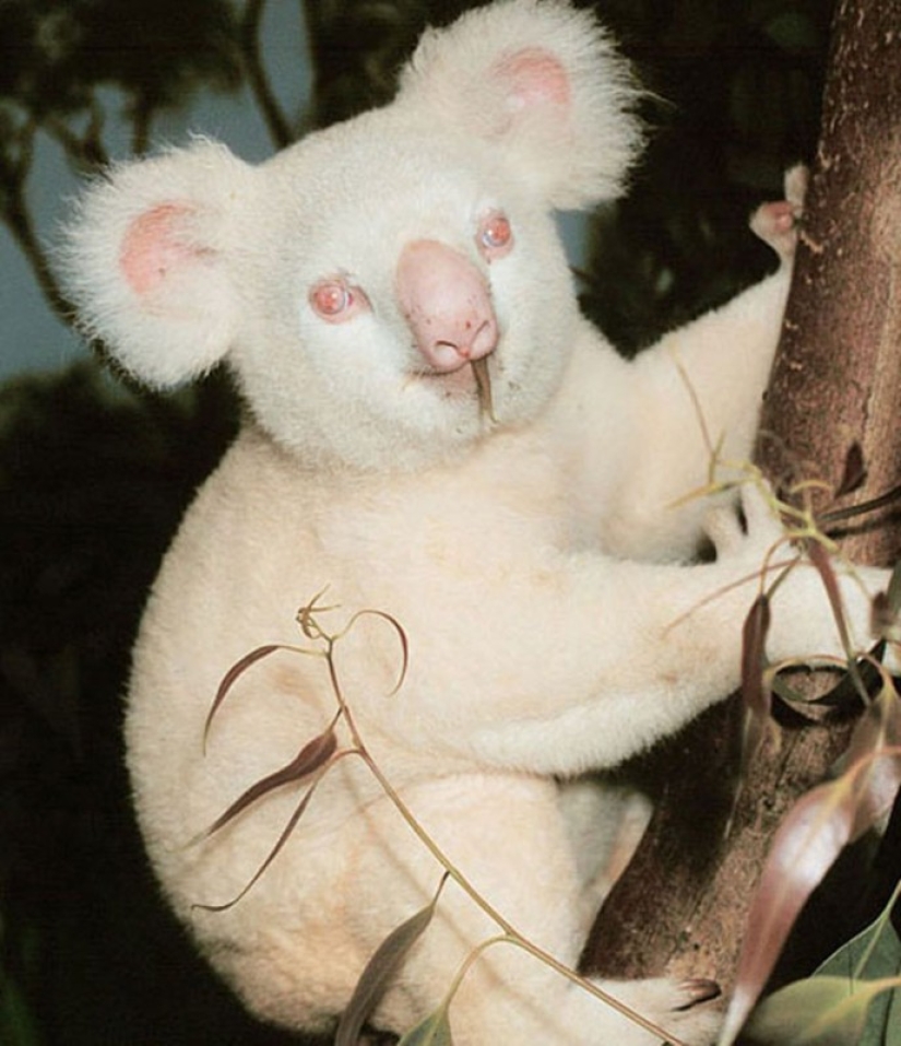 Los caprichos de la naturaleza: los animales albinos