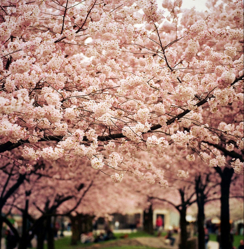 Los cerezos en flor más bellos del mundo.