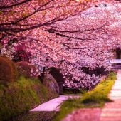 Los cerezos en flor más bellos del mundo.