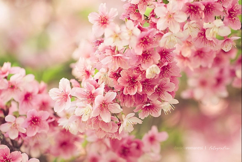 Los cerezos en flor más bellos del mundo.
