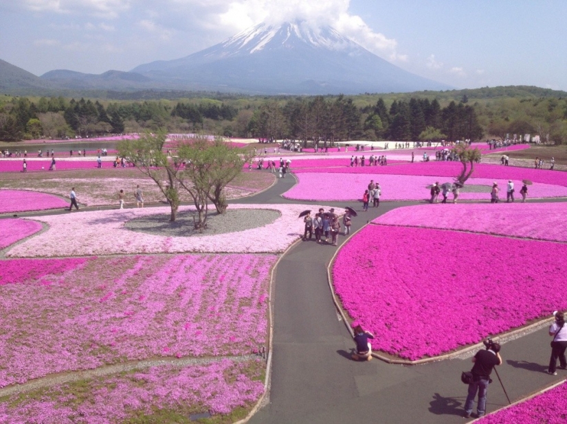 Los cerezos en flor no son los únicos en Japón en primavera