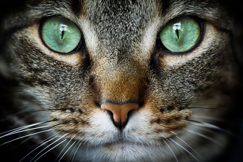 Los científicos han hablado de una forma secreta de establecer contacto con un gato
