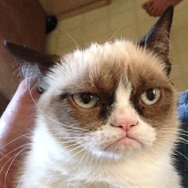 Los cinco gatos más famosos de Internet