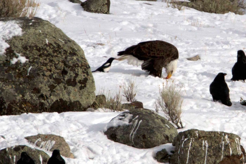 Los cuervos trolean a otros animales tirando de sus colas