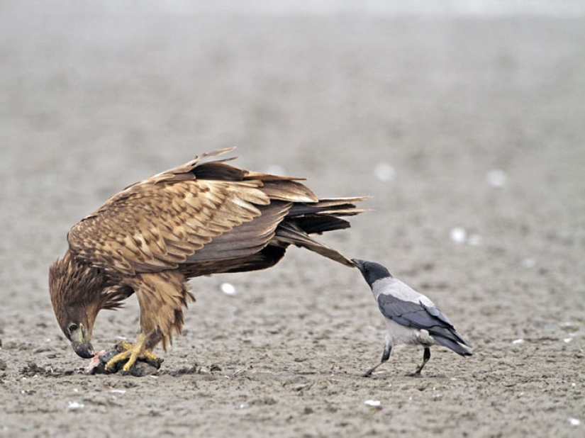 Los cuervos trolean a otros animales tirando de sus colas