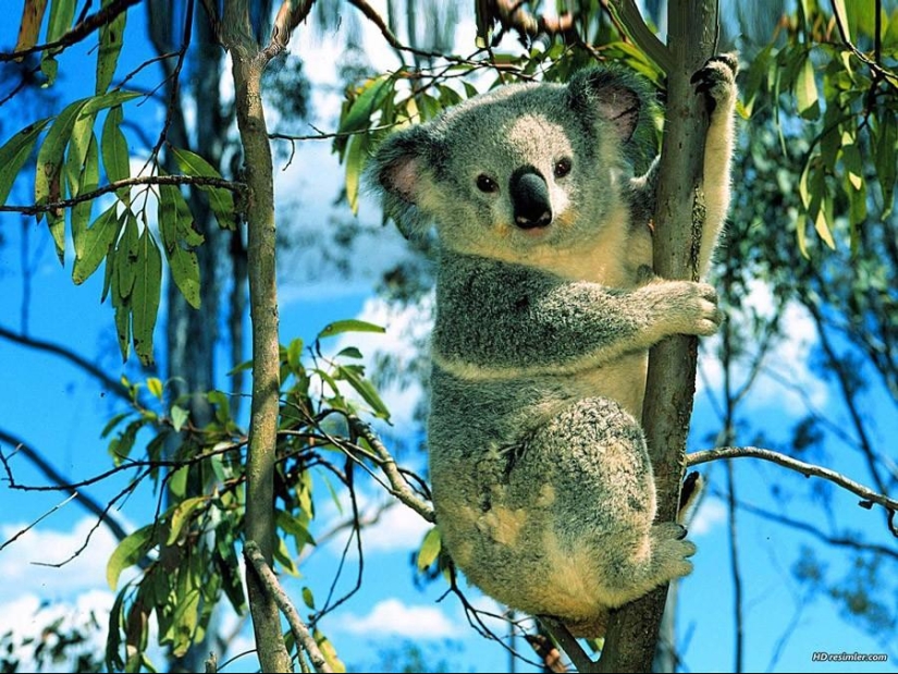 Los datos más sorprendentes sobre los koalas